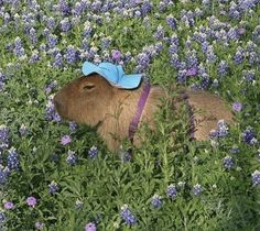 a small brown animal with a blue bow in a field of flowers