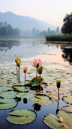 three water lilies in the middle of a lake