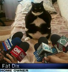 a black and white cat sitting on top of a bed surrounded by microphones