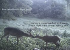 two deer standing next to each other on a field with trees in the background and text that reads, how could i ever forget you?