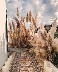 some very pretty looking plants in front of a building with a rug on the ground