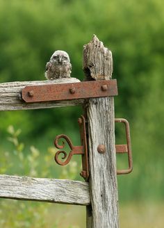 two small birds perched on top of a wooden fence