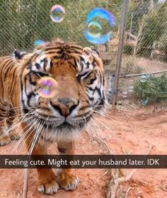 a tiger walking across a dirt field with bubbles in the air above its head and on it's face