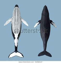 two black and white whales facing each other