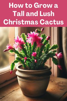 a potted plant sitting on top of a wooden table with text overlay how to grow a tall and lush christmas cactus