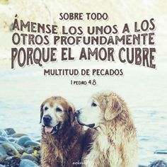 two brown dogs sitting on top of a rocky beach next to the ocean with a bible verse written in spanish