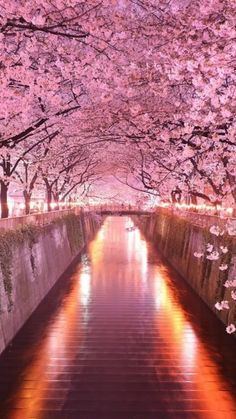 the walkway is lined with cherry blossom trees and reflecting water in the river at night