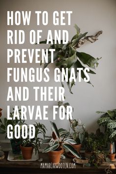 potted plants with the words how to get rid of and prevent funguss and their larve for good