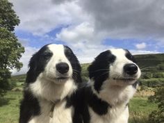 two black and white dogs standing next to each other on top of a lush green field