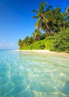 the water is crystal blue and there are palm trees on the shore in the background