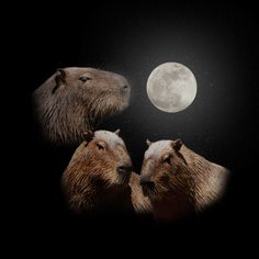 three capybaras looking at the moon in the night sky with their faces close together