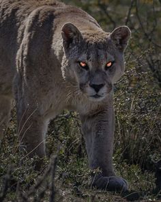 Cougar, puma, pumas, Big cat, Animal, Naturaleza, cougars, Patagonia, Chile, Torres del Paine Puma Animal, Harpy Eagle, Bravest Warriors, Animal References, Warrior Cats Art, Lots Of Cats, Art Antique, Small Cat