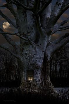 a tree with a window in it at night