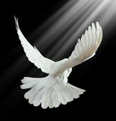 a white dove flying in the air with its wings spread out and light coming from behind it