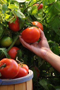 a hand is holding a tomato in front of some green and red tomatoes on the vine