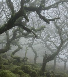 moss covered trees in the middle of a foggy forest with no leaves on them
