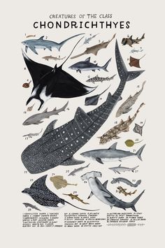 a poster with different types of fish on it's sides and the words chondrichchyes