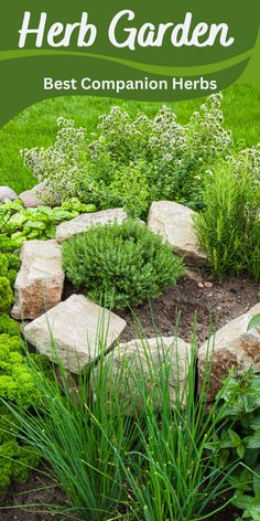 a garden with rocks and plants in it, the title reads herb garden best companion herbs