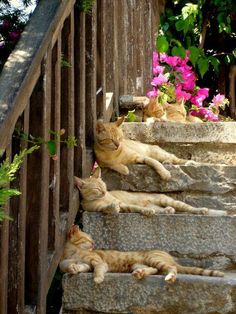 two cats laying down on some steps