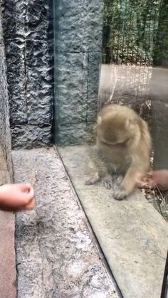 a small monkey is sitting in the water behind a glass door and being petted by someone's hand