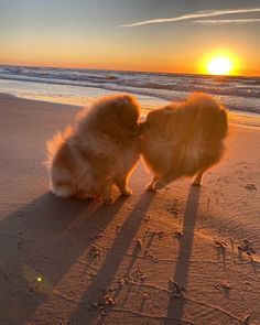 two small chickens standing on top of a sandy beach next to the ocean at sunset