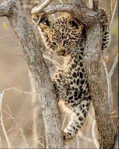 a young leopard climbing up a tree branch