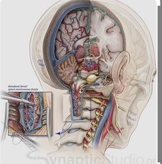 the anatomy of the head and neck