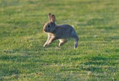 a small rabbit running across a green field