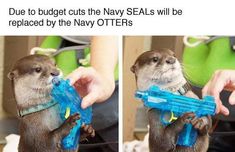 Humour, Otter Meme, Cute Otter, Funny Memes Images, Animal Funny, Meme Gato, Silly Animals, Navy Seals, Funny Animal Memes