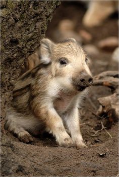 a small pig sitting next to a tree in the dirt and looking off into the distance