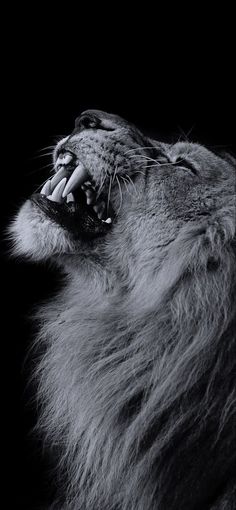 a black and white photo of a lion with its mouth open
