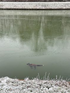 an animal is swimming in the water near some snow covered grass and ice on the ground