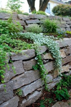 a stone wall with plants growing on it