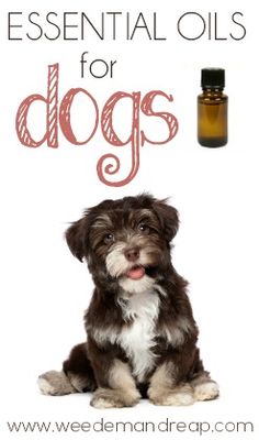 a dog sitting next to an essential oil bottle with the words essential oils for dogs on it