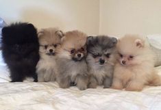 four pomeranian puppies sitting on top of a bed