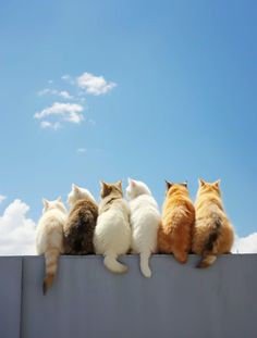 four cats sitting on top of a wall looking up at the sky with clouds in the background