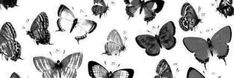 many different types of butterflies are shown in black and white, as well as the colors of their wings