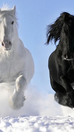 two black and white horses are running in the snow, one is galloping behind the other