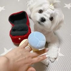 a small white dog sitting on top of a bed next to a person's hand