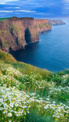 wildflowers and daisies growing on the side of a cliff overlooking the ocean