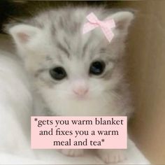 a white kitten with a pink bow on its head and the caption reads gets you warm blanket and fixes you a warm meal and tea