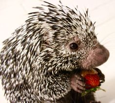 a porcupine holding a strawberry in its mouth