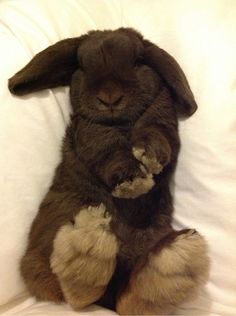 a stuffed rabbit sitting on top of a bed