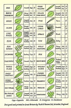 a diagram showing the different types of plants and their names, including leaves, flowers, and seeds