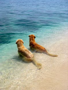 two dogs are playing in the water at the beach