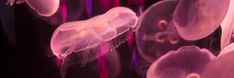 jellyfish swimming in an aquarium with pink lights on the bottom and purple light above them