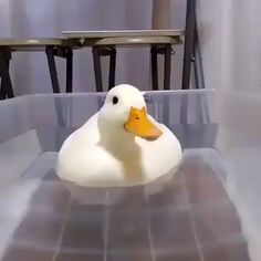 a white duck sitting on top of a glass table