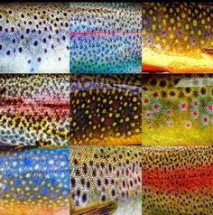 the different colors of fish are shown in this collage, which includes multicolored patterns