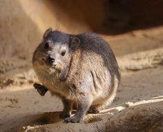 a small animal standing on top of a rock