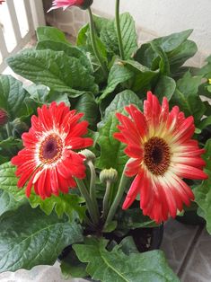 two red and yellow flowers in a pot on the ground next to some green leaves